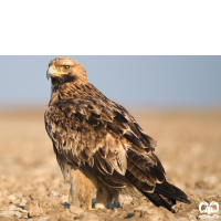 گونه عقاب شاهی Eastern Imperial Eagle